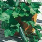 Cucumber 300 Spacemaster 80 vegetable Seeds Fresh Garden