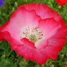 10000 Shirley Single Petal Poppy FLOWER Seeds Fresh Garden