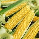 50 Golden Bantam Corn Vegetable Seeds Fresh Garden