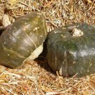 50 Burgess Buttercup Squash 100 DAYS Seeds Fresh Garden