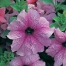 50 Pelleted Prism Dewberry Sundae Petunia Seeds Fresh Garden