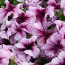 50 Pelleted Prism Blueberry Sundae Petunia Seeds Fresh Garden