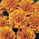 50 Marigold French Bonanza Orange Flower Seeds Fresh Garden