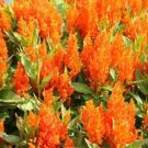 50 Celosia Fresh Look Orange FRESH LOOK CELOSIA Seeds Fresh Garden