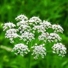 500 Anise Spice HERB Seeds Fresh Garden