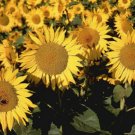 300 Sunspot Sunflower FLOWER Seeds Fresh Garden