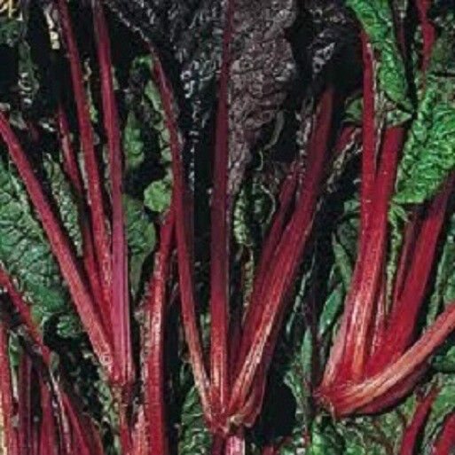 500 Swiss Chard Ruby Red 55 days Seeds Fresh Garden
