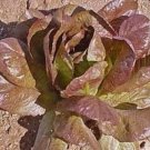 3000 Lettuce Romaine Cimmarron Red 65 Days Seeds Fresh Garden