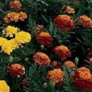 50 Marigold Janie Mix French Marigold Seeds Fresh Garden