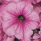 50 Pelleted Petunia Celebrity Orchid Ice Seeds Fresh Garden