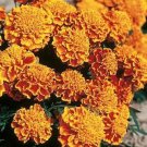 50 Marigold Honeycomb detailed French Marigold Seeds Fresh Garden