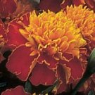 50 Marigold Janie Spry French Marigold Seeds Fresh Garden