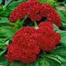 Celosia Prestige Scarlet 50 Seeds Fresh Garden Celosia Prestige Scarlet 50 Seeds Fresh Garden