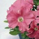 50 Pelleted Petunia Ultra Salmon Petunia Seeds Fresh Garden