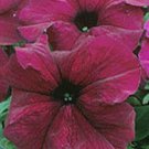 Petunia 50 Pelleted Petunia Supercascade Burgundy Seeds Fresh Garden