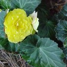 Begonia Nonstop Mocca Yellow 15 Pelleted Seeds Fresh Garden