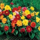 50 Dahlia Figaro Mix Dahlia Seeds Fresh Garden