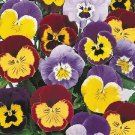 50 Joker Mix Pansy Seeds Fresh Garden