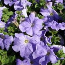 50 Pelleted Petunia Ultra Blue Sky Seeds Fresh Garden