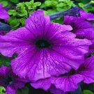 50 Pelleted Petunia Ultra Plum Upright Petunia Flower Seeds Fresh Garden