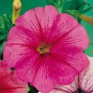 50 Pelleted Petunia Celebrity Pink Seeds Fresh Garden