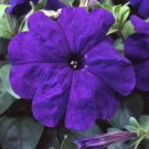 50 Pelleted Lambada Blue Petunia Seeds Fresh Garden