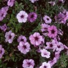 Petunia 50 Pelleted Plum Crazy Madness Petunia Seeds Fresh Garden