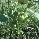 Toma Verde Tomatillo 50 75 days Tomato Seeds Fresh Garden