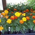 200 Sparky Mix French Marigold Seeds Fresh Garden