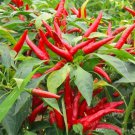 1 000 Thai Hot Pepper Seeds Fresh Garden 1 000 Thai Hot Pepper Seeds Fresh Garden