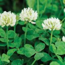 1 4 Lb White Dutch Clover Seeds Cover Crop Perennial Fresh Garden 1 4 Lb White Dutch Clover Seeds Cover Crop Perennial Fresh Garden