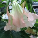 10 Amber Rose Angel Trumpet Seeds Flowers Seed Brugmansia Datura 623 Fresh Garden