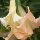 10 Apricot Rose Angel Trumpet Seeds Flowers Seed Brugmansia Datura 625 Fresh Garden