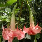 10 Charlotte Angel Trumpet Seeds Flowers Seed Flower Brugmansia Datura 635 Fresh Garden