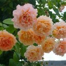 10 Climbing Double Orange Rose Seeds Flower Bush Perennial Shrub Flowering 1305 Fresh Garden 10 Climbing Double Orange Rose Seeds Flower Bush Perennial Shrub Flowering 1305 Fresh Garden