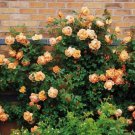10 Climbing Light Orange Rose Seeds Flower Bush Perennial Shrub Flowers 1297 Fresh Garden 10 Climbing Light Orange Rose Seeds Flower Bush Perennial Shrub Flowers 1297 Fresh Garden