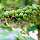 10 Dwarf Arabica Coffee Plant Authentic Seeds Coffee Bean Tree Fresh Garden