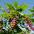 10 Dwarf Arabica Coffee Plant Seeds Fresh Garden
