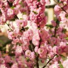 10 Flowering Almond Prunus Triloba Plum Rose Tree Double Pink Flower Shrub Seed Fresh Garden 10 Flowering Almond Prunus Triloba Plum Rose Tree Double Pink Flower Shrub Seed Fresh Garden