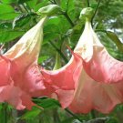 10 Frosty Pink Angel Trumpet Seeds Flowers Seed Brugmansia Datura 648 Fresh Garden