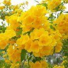 10 Golden Mimosa Acacia Baileyana Yellow Wattle Tree Flower Seeds Pack R Fresh Garden 10 Golden Mimosa Acacia Baileyana Yellow Wattle Tree Flower Seeds Pack R Fresh Garden