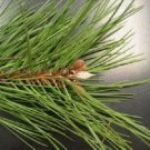 10 Japanese Black Pine Tree Evergreen Pinus Thunbergii Seeds Fresh Garden 10 Japanese Black Pine Tree Evergreen Pinus Thunbergii Seeds Fresh Garden