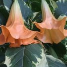 10 Peach Cream Angel Trumpet Seeds Flowers Seed Flower Brugmansia Datura 658 Fresh Garden