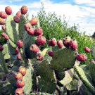 10 Prickly Pear Cactus Opuntia Ficus Indica Flower Seeds Fresh Garden 10 Prickly Pear Cactus Opuntia Ficus Indica Flower Seeds Fresh Garden