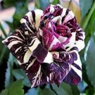 10 Purple White Rose Seeds Flower Bush Perennial Shrub Flowers Fresh Garden 10 Purple White Rose Seeds Flower Bush Perennial Shrub Flowers Fresh Garden