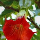 10 Red Angel Trumpet Seeds Flower Fragrant Shrub Flowers Seed Fresh Garden 10 Red Angel Trumpet Seeds Flower Fragrant Shrub Flowers Seed Fresh Garden