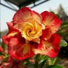 10 Red Yellow Rose Seeds Flower Bush Flowers Shrub Perennial Seed Fresh Garden 10 Red Yellow Rose Seeds Flower Bush Flowers Shrub Perennial Seed Fresh Garden
