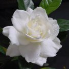 10 Rose Seeds Flower Bush Perennial Bloom Shrub Flowering Fresh Garden 10 Rose Seeds Flower Bush Perennial Bloom Shrub Flowering Fresh Garden