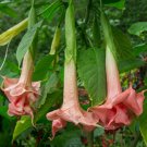 10 Triple Pink Angel Trumpet Seeds Flowers Seed Flower Brugmansia Datura 674 Fresh Garden