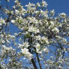 10 White Orchid Tree Bauhinia Alba Camels Foot Butterfly Flower Authentic Seeds Fresh Garden 10 White Orchid Tree Bauhinia Alba Camels Foot Butterfly Flower Authentic Seeds Fresh Garden